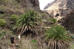 TENERIFE - Středně náročná túra soutěskou BARRANCO DE MASCA, která vede až na pobřeží k pláži PLAYA DE MASCA, kterou můžeme zakončit koupáním.