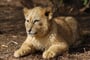 Objevování Mozambiku s návštěvou Svazijska a Krugerova parku - 18 dní