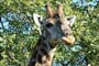 Camping Kruger Safari s návštěvou Svazijska - 11 dní
