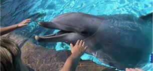 NORIMBERK - delfinárium a ZOO z Českých Budějovic (CKM)