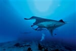 moofushi 1