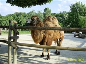 Vídeň - ZOO Schönbrunn z Prahy