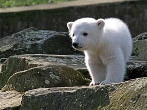 ZOO Berlín z Prahy