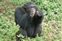 Masai Mara Safari v Keni a horské gorily v Ugandě - 16 dní