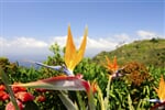 Madeira exotický ráj - květinový ostrov věčného jara