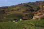 Dunajská cyklostezka - vinařská krajina Wachau (UNESCO)  © Foto: Österreich Werbung