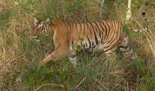 Památky Radžastánu a safari v Ranthambhore