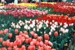 Floriade 2012 - Světová zahradnická výstava ! - KONÁ SE POUZE JEDNOU ZA 10 LET !