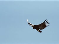 Ka�on Colca