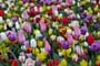 Holandsko - Keukenhof, tulipány proslavily jméno země po celém světě