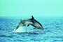 mali_losinj-delfini