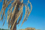 Foto - Egypt - Hurghada, Steigenberger Al Dau Beach *****+, Hurghada