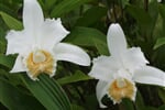 Orchids 