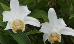 Orchids