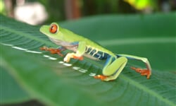 Frog 