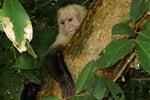 Capucine Monkey