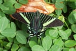 Butterfly 16