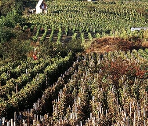 Tokaj