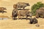 Addo elephant park