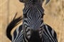 Afrika 2008 091
