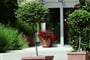 rabac-miramar_hotel (ex pollux)_ horticulture