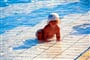porec-lanterna-solaris-bazen2