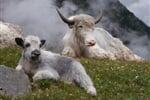 Rakousko_Stelvio_Ortler_27