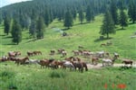 Rumunsko_Apuseni_Vlades_Bihor_01