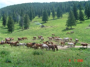 Rumunsko - Apuseni: Vladeasa a Bihor - 