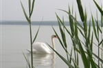 Balaton_sopky_vino_koupani_05.JPG
