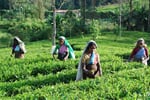 Srí Lanka - Cejlon - Tropický ráj zvířat