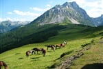 Komovi jsou v cizojazyčných průvodcích označovány jako 