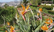 Madeira - Pohodová turistika na květinovém ostrově věčného jara