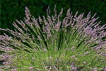Francie_Prirodni_parky_Provence_03.JPG
