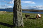 Shetlandy - Menhir