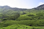 munnar - tea - plantation
