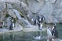 Oslí - pinguin