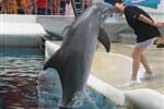 Delfinárium a ZOO Norimberk