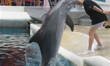 Delfinarium2