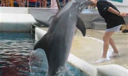 Delfinarium2