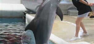 Delfinárium a ZOO Norimberk