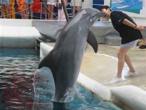 Delfinárium a ZOO Norimberk
