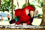Fauna