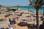Foto - Egypt - Hurghada - Seagull****