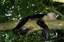 Capucine Monkey 2