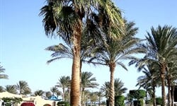 Foto - Sharm El Sheikh - Tropicana Grand Azure *****