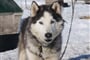 Husky 
