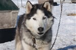 Husky
