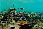 Foto - South Ari Atoll - Centara Grand Resort & Spa ****