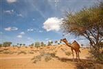 Foto - Ras Al Khaimah - Banyan Tree Al wadi *****